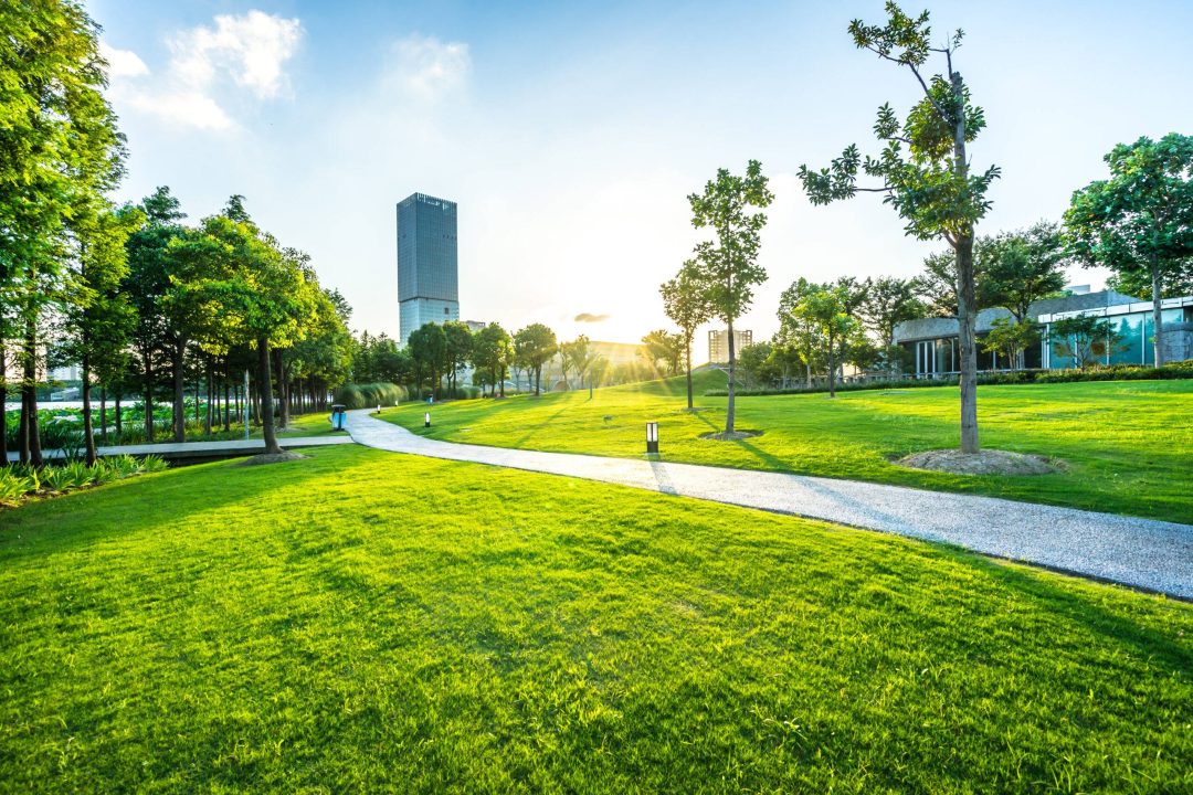 green lawn with city skyline